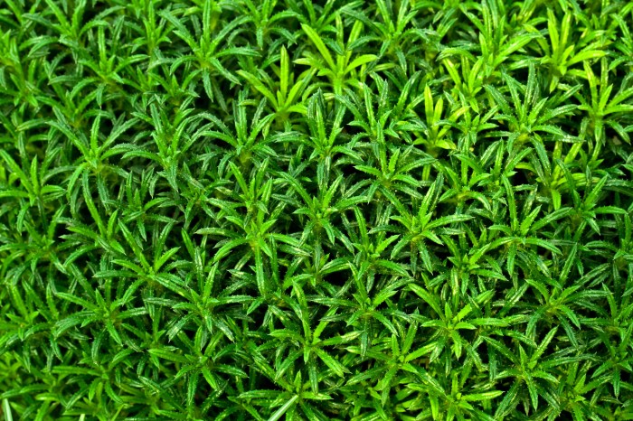 Green Plant Wallpaper Free Stock Photo - Public Domain Pictures